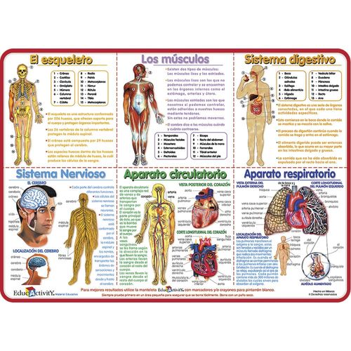 Mantel Educativo Anatomía del Cuerpo Educativity